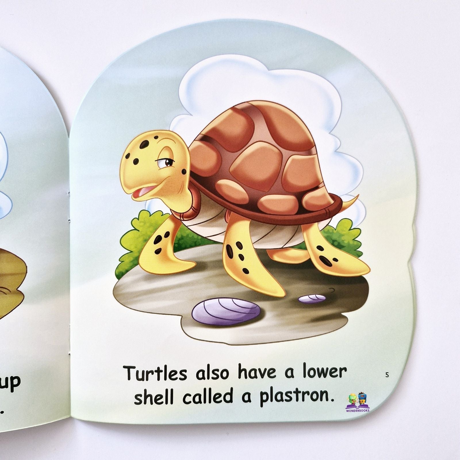 I am a Turtle: Read More About Me